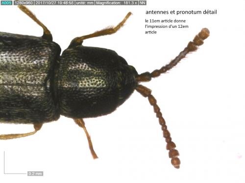 Atomaria sp.